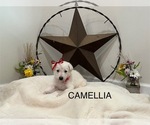 Small #8 Breeder Profile image