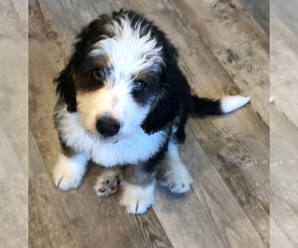 Medium Photo #11  Breeder Profile in LADY LAKE, FL, USA