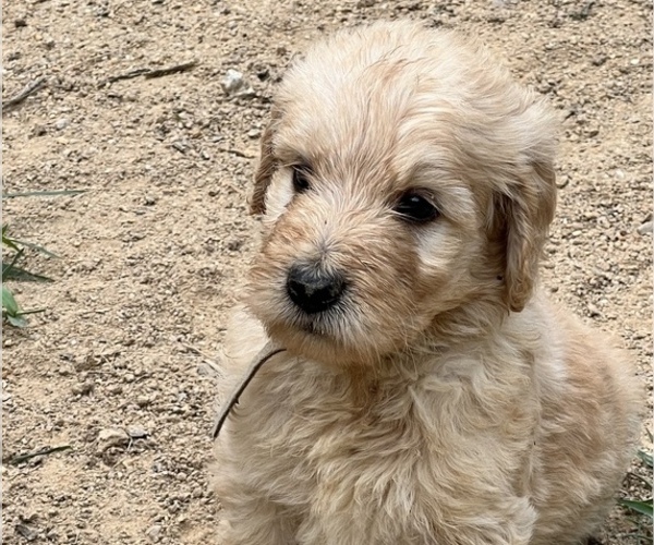 Medium Photo #1  Breeder Profile in LOUISBURG, NC, USA