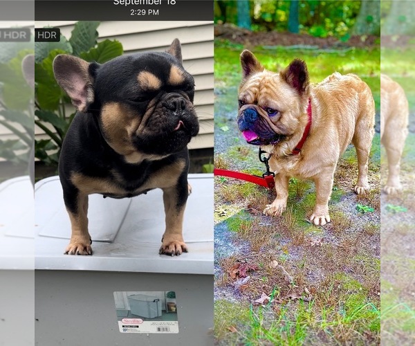 Medium Photo #1  Breeder Profile in GLASSBORO, NJ, USA