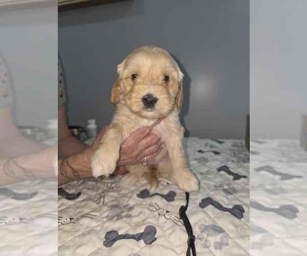 Medium Photo #6  Breeder Profile in MOUNT JACKSON, VA, USA