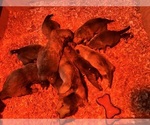 Small Photo #13  Breeder Profile in CANDLER, NC, USA