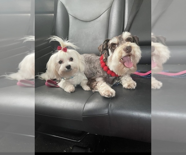 Medium Photo #12  Breeder Profile in RESCUE, CA, USA