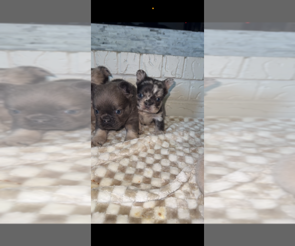 Medium Photo #3  Breeder Profile in DALLAS, TX, USA