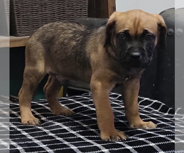 Medium Photo #9  Breeder Profile in MOUNT WASHINGTON, KY, USA
