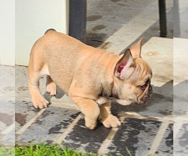 Medium Photo #65  Breeder Profile in CHINO HILLS, CA, USA