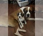 Small breeder photo