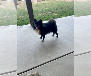 Pomeranian Dog Breeder near BAKERSFIELD, CA, USA