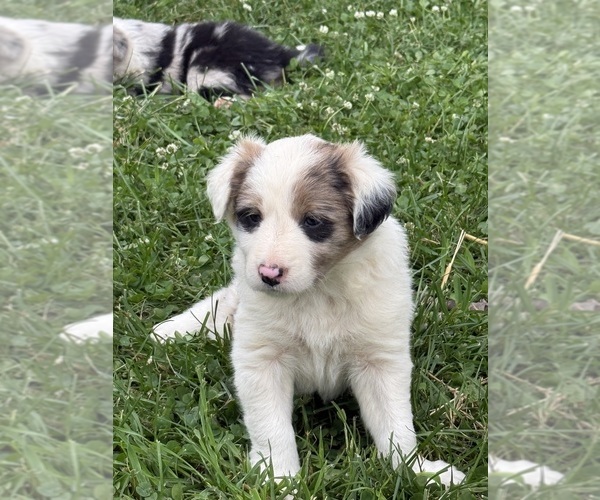 Medium Photo #1  Breeder Profile in BERRIEN SPRINGS, MI, USA