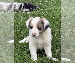 Border Collie Dog Breeder near BERRIEN SPRINGS, MI, USA