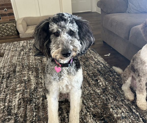 Medium Photo #9  Breeder Profile in LUBBOCK, TX, USA