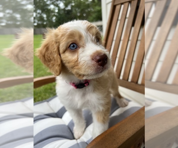 Medium Photo #1  Breeder Profile in MONTGOMERY, TX, USA