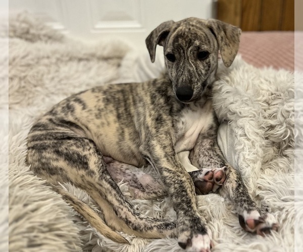 Medium Photo #9  Breeder Profile in SOUTH SIOUX CITY, NE, USA