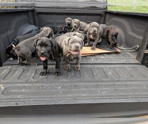 Cane Corso Dog Breeder near BRANDYWINE, MD, USA