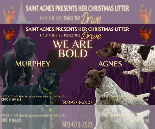 Medium Photo #25  Breeder Profile in LEXINGTON, SC, USA