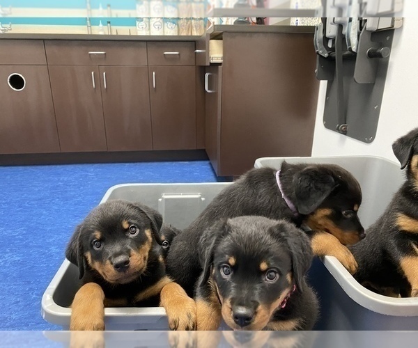 Medium Photo #8  Breeder Profile in PALM BAY, FL, USA