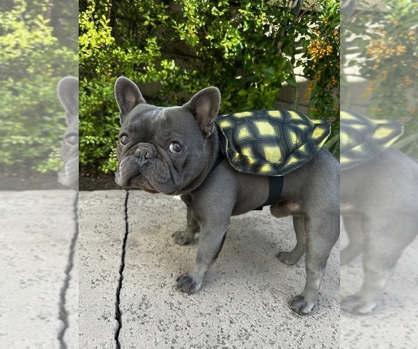 Medium Photo #6  Breeder Profile in SANTA ANA, CA, USA