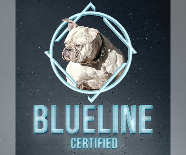 Medium Photo #1  Breeder Profile in SPRING, TX, USA