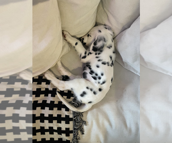 Medium Photo #5  Breeder Profile in CHARLOTTE, NC, USA