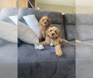 Mastiff Dog Breeder near ARTOIS, CA, USA