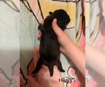 Small #48 Breeder Profile image