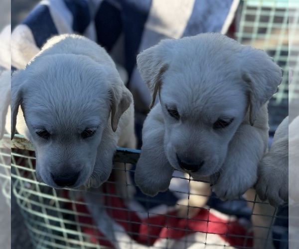 Medium Photo #29  Breeder Profile in PAUMA VALLEY, CA, USA