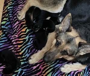 German Shepherd Dog Dog Breeder near EMPORIA, KS, USA