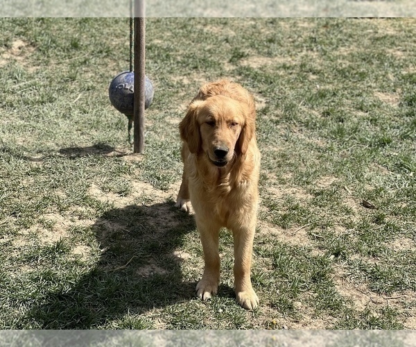 Medium Photo #49  Breeder Profile in NEOLA, WV, USA