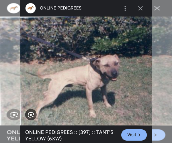 Medium Photo #8  Breeder Profile in CHARLOTTE, NC, USA