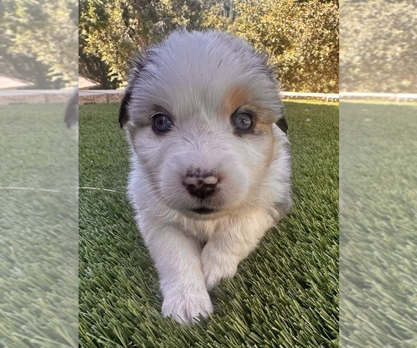 Medium Photo #6  Breeder Profile in CRESTLINE, CA, USA