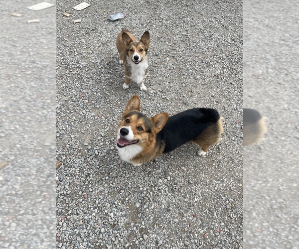 Medium Photo #5  Breeder Profile in OAKLEY, CA, USA