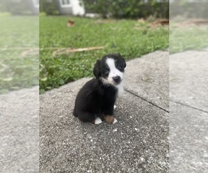 Miniature American Shepherd Dog Breeder near BRADENTON, FL, USA