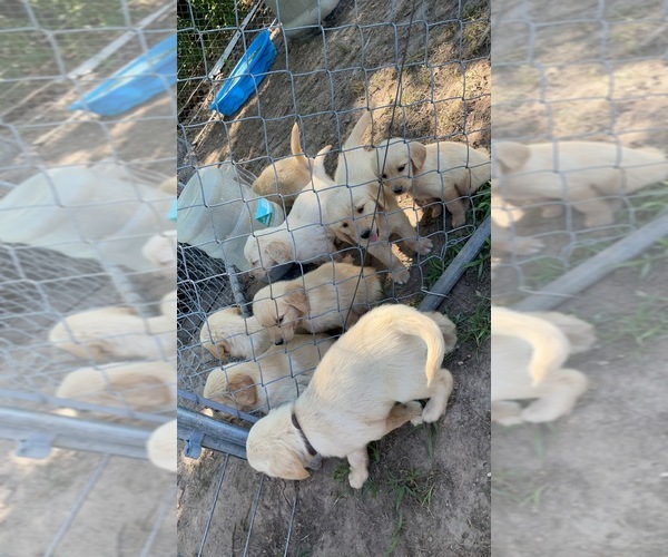 Medium Photo #1  Breeder Profile in LOCUST GROVE, OK, USA