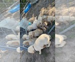 Small breeder photo