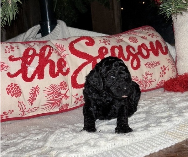 Medium Photo #14  Breeder Profile in DEXTER, MO, USA