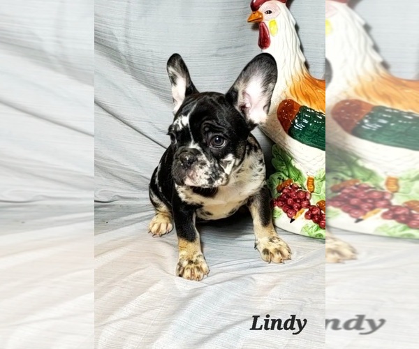 Medium Photo #1  Breeder Profile in ROCKY MOUNT, NC, USA