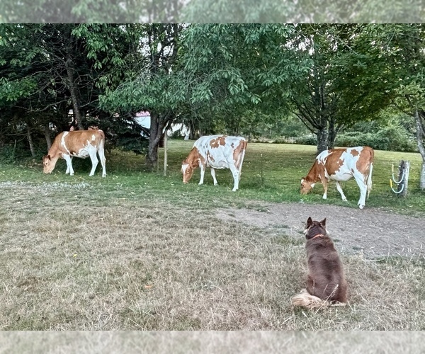Medium Photo #38  Breeder Profile in CAMAS, WA, USA
