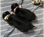 Small #3 Breeder Profile image