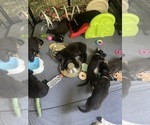 Small #2 Breeder Profile image