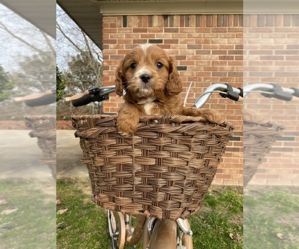 Medium Photo #1  Breeder Profile in MURFREESBORO, AR, USA