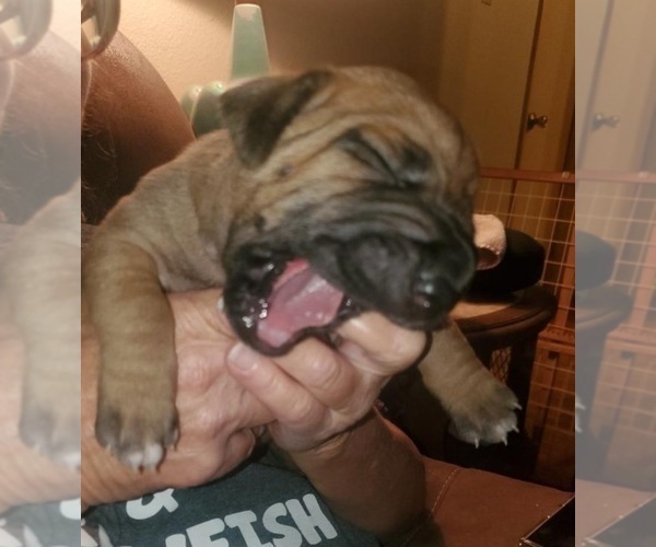 Medium Photo #18  Breeder Profile in ALBA, TX, USA