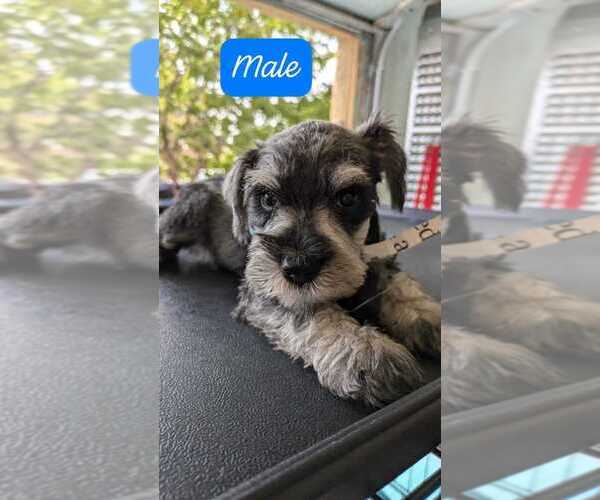 Medium Photo #1  Breeder Profile in EL PASO, TX, USA