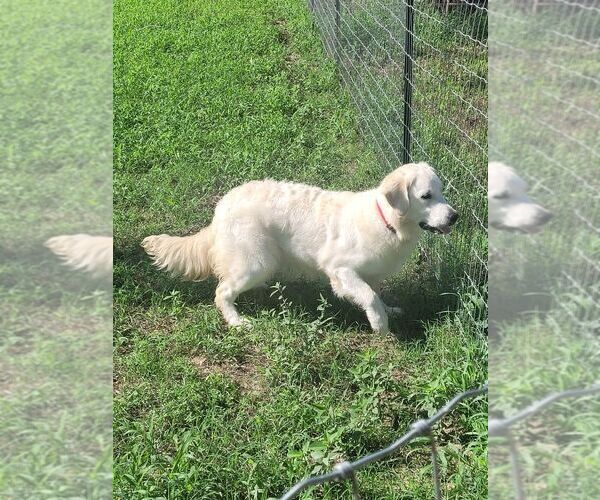 Medium Photo #4  Breeder Profile in PENNINGTON, TX, USA