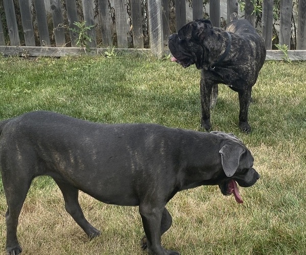Medium Photo #1  Breeder Profile in DELAWARE, OH, USA