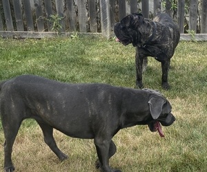 Medium Breeder Profile Photo