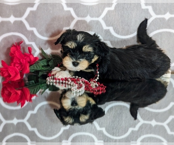 Medium Photo #13  Breeder Profile in POST FALLS, ID, USA