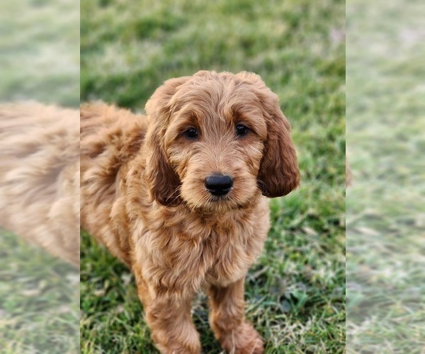Medium Photo #6  Breeder Profile in CENTRAL CITY, KY, USA
