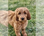 Small #5 Breeder Profile image