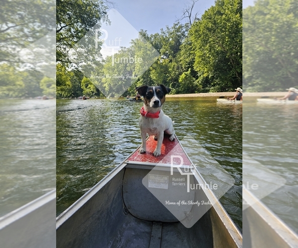 Medium Photo #14  Breeder Profile in HARVEL, IL, USA