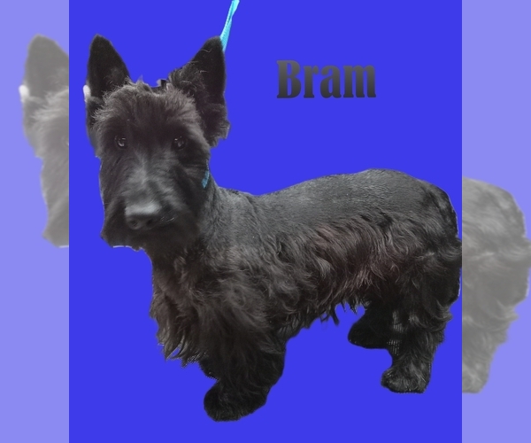 Medium Photo #1  Breeder Profile in CHANUTE, KS, USA